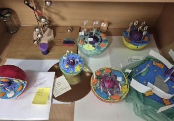 Lekcja biologii: Tworzymy modele komórki!